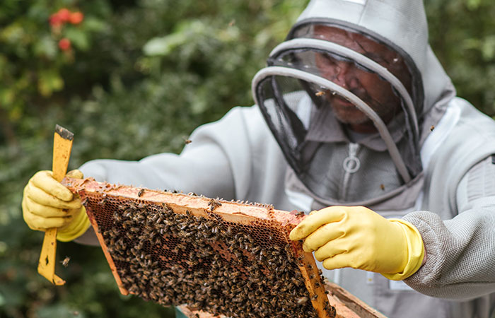Spring Break for Millions of Bees and Their Keepers