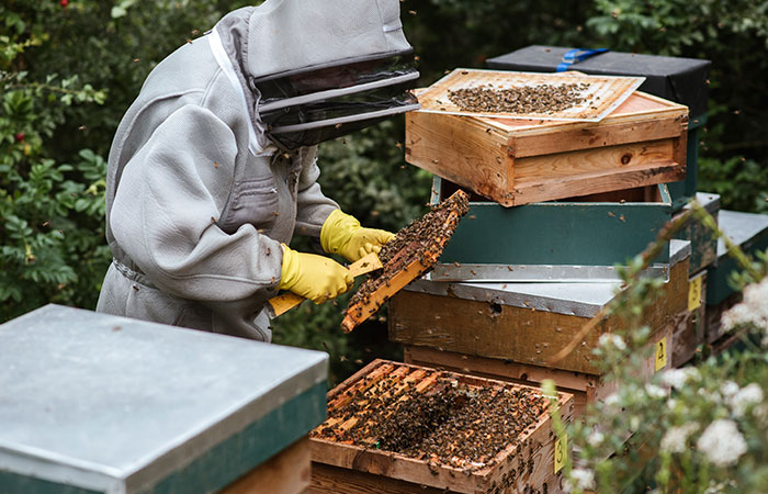 Tutorial Beekeeping for Beginners Breeding Bees